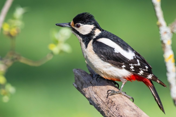 fotografía de Pico picapinos - Dendrocopos major