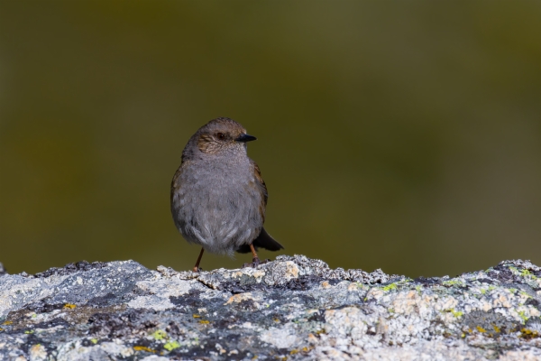 Acentor común - Prunella modularis