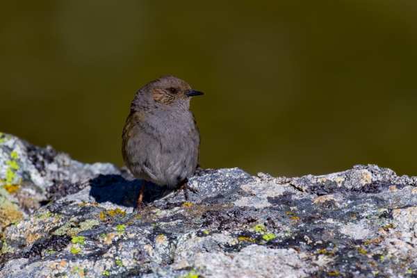 Acentor común - Prunella modularis