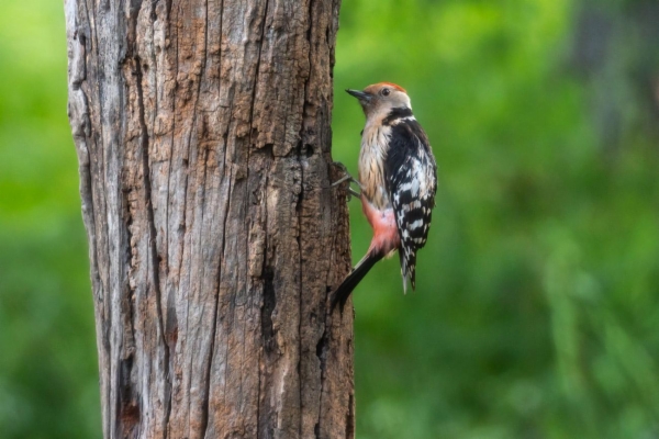 Pico mediano - Dendrocopos medius