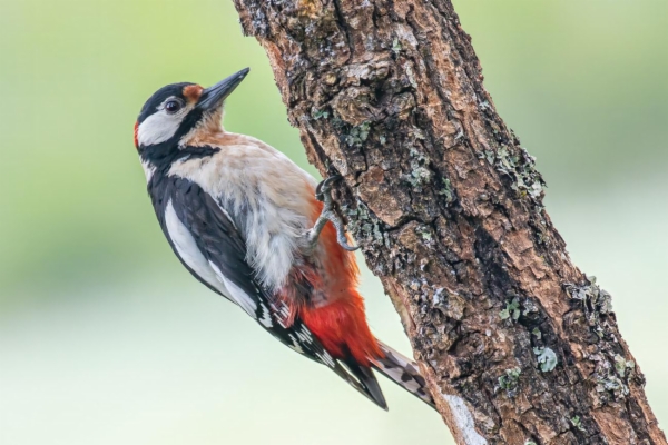 fotografía de Pico picapinos - Dendrocopos major