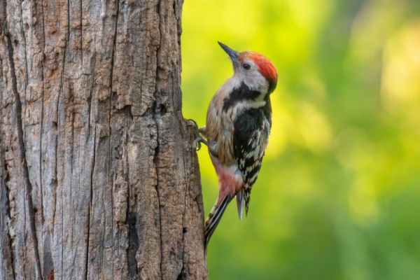 Pico mediano - Dendrocopos medius