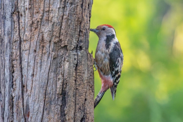 fotografía de Pico mediano - Dendrocopos medius