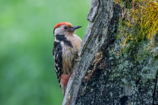 Pico mediano - Dendrocopos medius