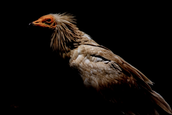 Alimoche común - Neophron percnopterus