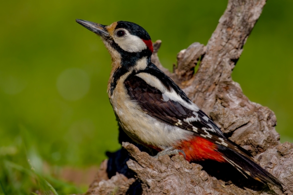 Pico picapinos - Dendrocopos major
