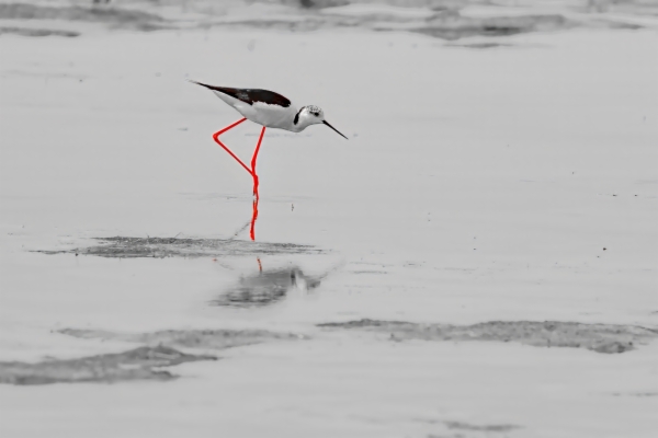 Cigueñuela común - Himantopus himantopus