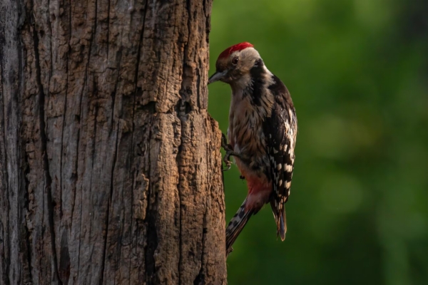 Pico mediano - Dendrocopos medius