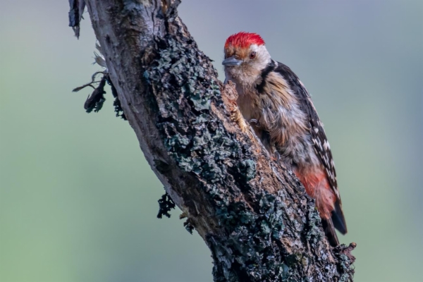 fotografía de Pico mediano - Dendrocopos medius
