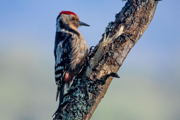 fotografía de Pico mediano - Dendrocopos medius