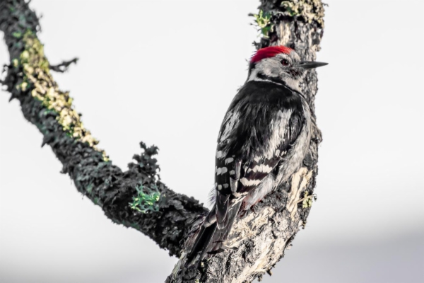 fotografía de Pico mediano - Dendrocopos medius