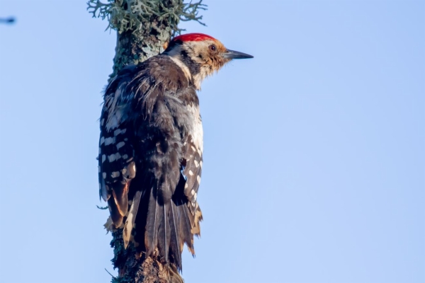 fotografía de Pico picapinos - Dendrocopos major