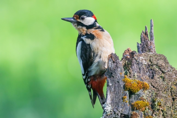 fotografía de Pico picapinos - Dendrocopos major