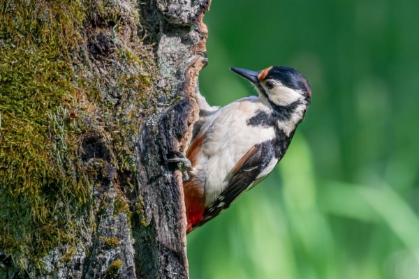 fotografía de Pico picapinos - Dendrocopos major