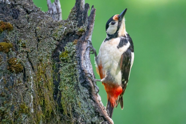 fotografía de Pico picapinos - Dendrocopos major