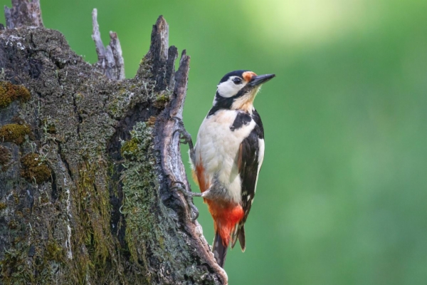 fotografía de Pico picapinos - Dendrocopos major