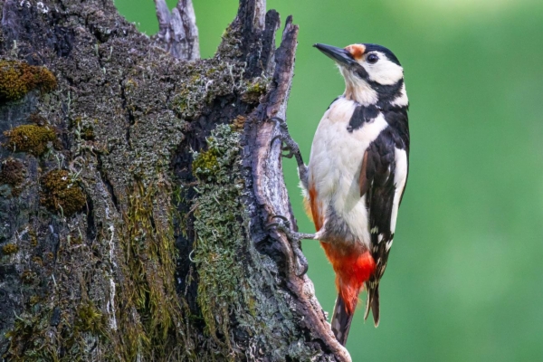 fotografía de Pico picapinos - Dendrocopos major
