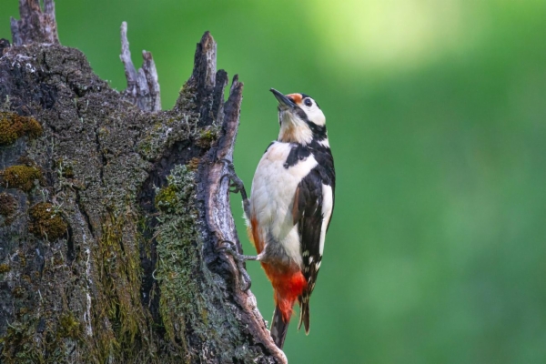 fotografía de Pico picapinos - Dendrocopos major