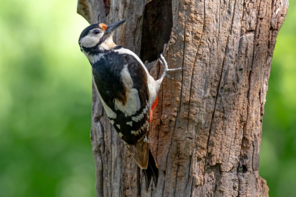 fotografía de Pico picapinos - Dendrocopos major