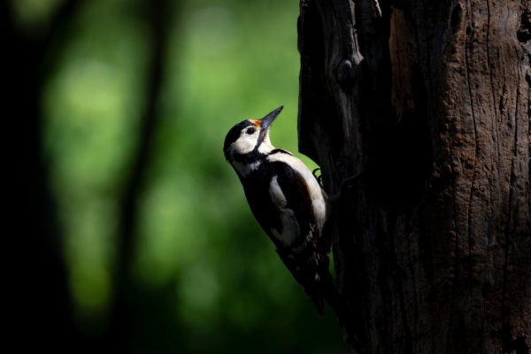 fotografía de Pico picapinos - Dendrocopos major