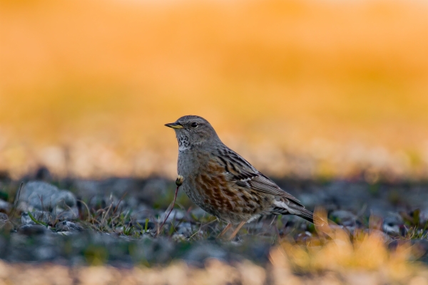Acentor alpino - Prunella collaris