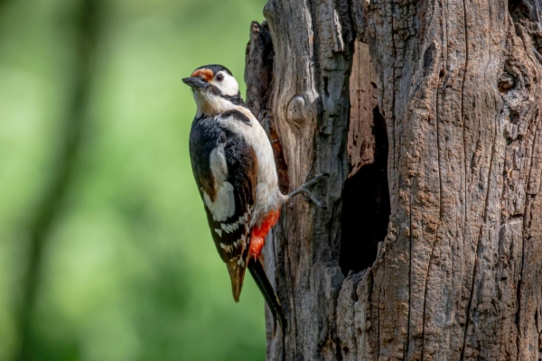 fotografía de Pico picapinos - Dendrocopos major