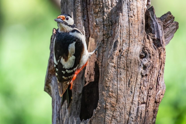 fotografía de Pico picapinos - Dendrocopos major