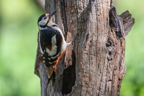 fotografía de Pico picapinos - Dendrocopos major