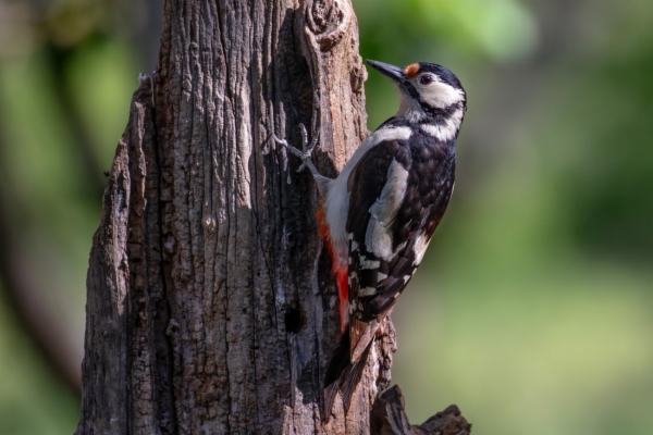 fotografía de Pico picapinos - Dendrocopos major