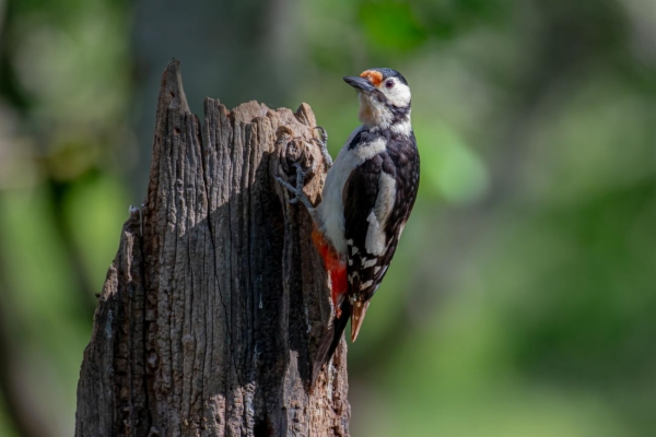 fotografía de Pico picapinos - Dendrocopos major