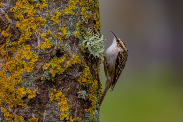 Agateador europeo - Certhia brachydactyla