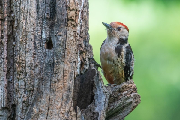 fotografía de Pico mediano - Dendrocopos medius