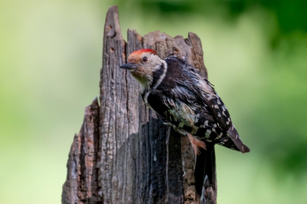 fotografía de Pico mediano - Dendrocopos medius