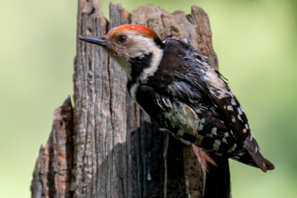 Pico mediano - Dendrocopos medius