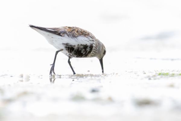 Correlimos común - Calidris alpina