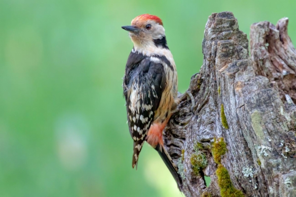 Pico mediano - Dendrocopos medius