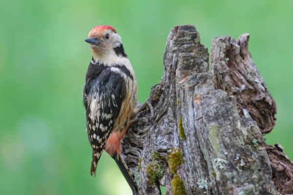 fotografía de Pico mediano - Dendrocopos medius