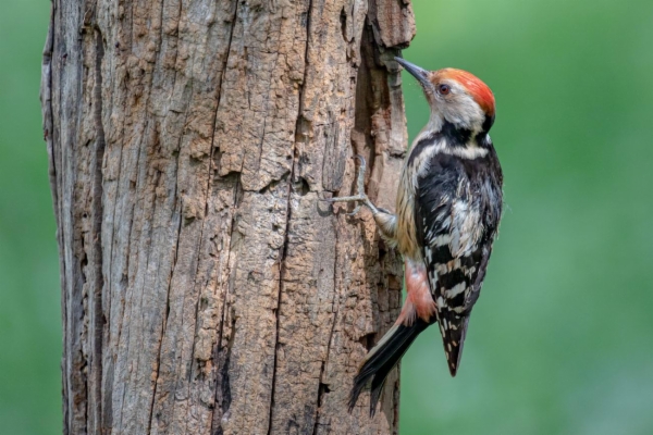 fotografía de Pico mediano - Dendrocopos medius