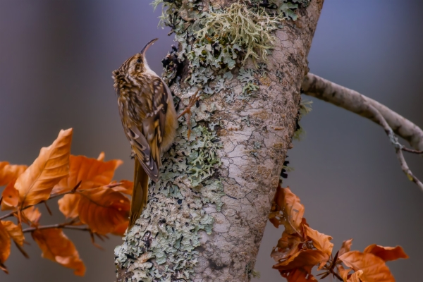 Agateador europeo - Certhia brachydactyla