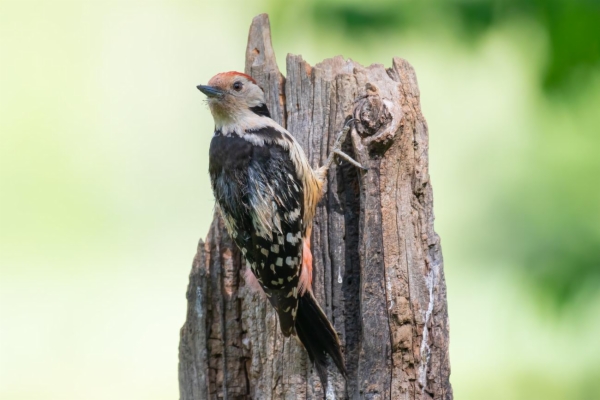fotografía de Pico mediano - Dendrocopos medius