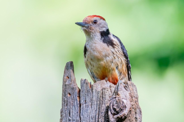fotografía de Pico mediano - Dendrocopos medius