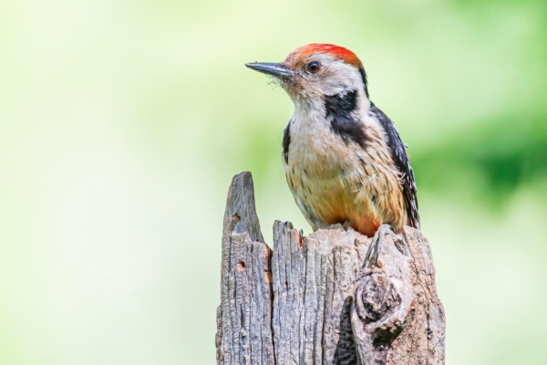 Pico mediano - Dendrocopos medius