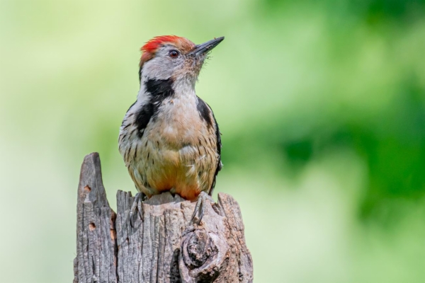 Pico mediano - Dendrocopos medius