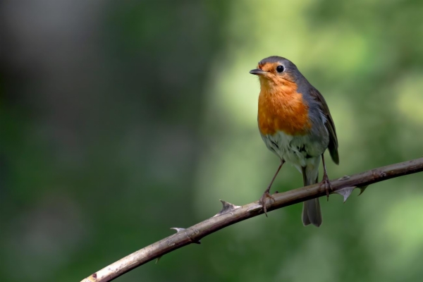 fotografía de Petirrojo europeo - Erithacus rubecula