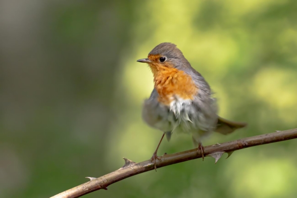 fotografía de Petirrojo europeo - Erithacus rubecula