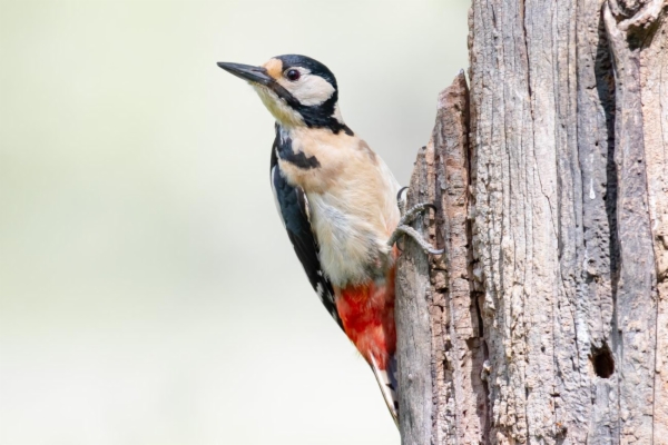 fotografía de Pico picapinos - Dendrocopos major
