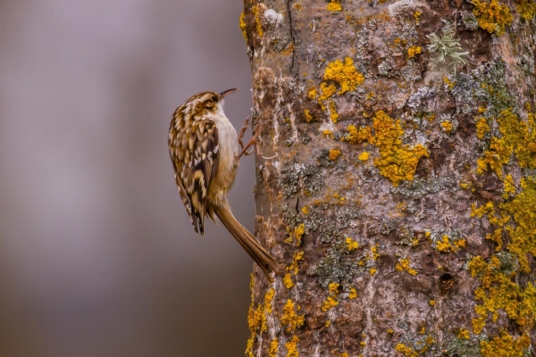 Agateador europeo - Certhia brachydactyla