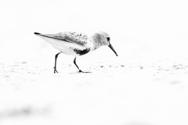 Correlimos común - Calidris alpina