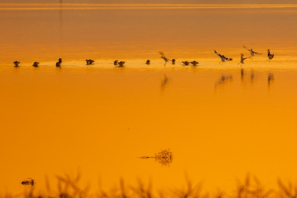 Dormidero de Avoceta común - Recurvirostra avosetta