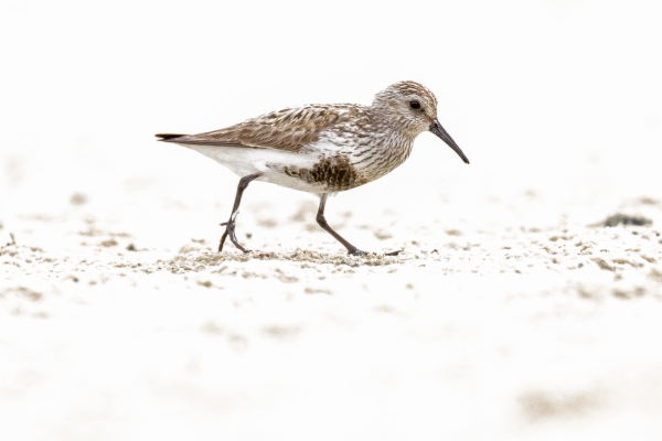Correlimos común - Calidris alpina